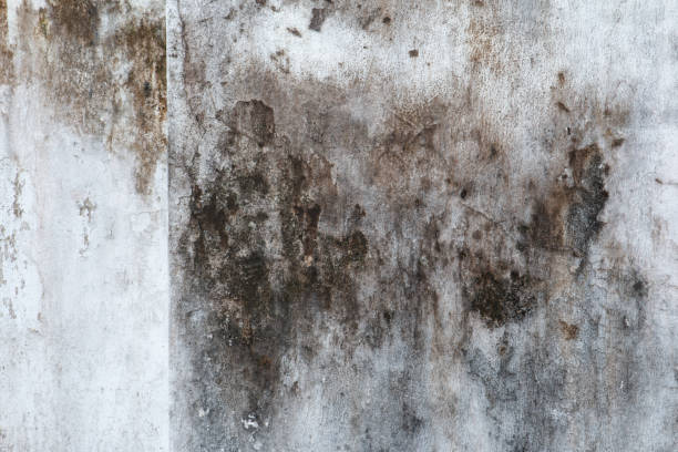Best Biohazard Mold Removal  in West Glendive, MT