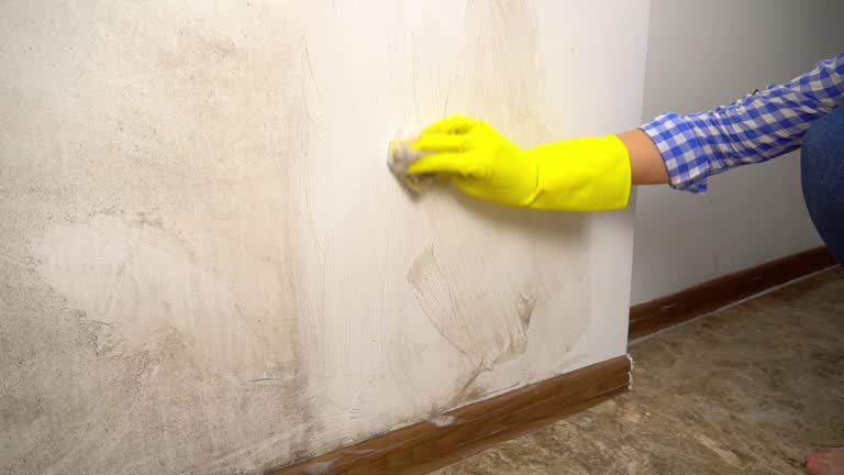 Best Black Mold Removal  in West Glendive, MT